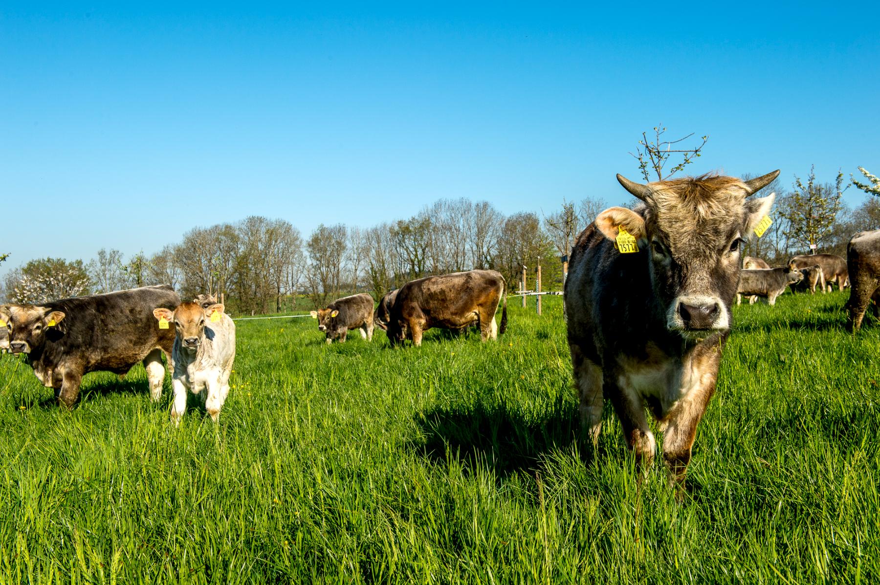 Frühling-Archehof-RätischesGrauvieh