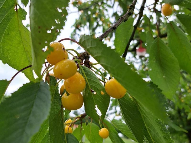 Weisse von Dielsdorf.jpg