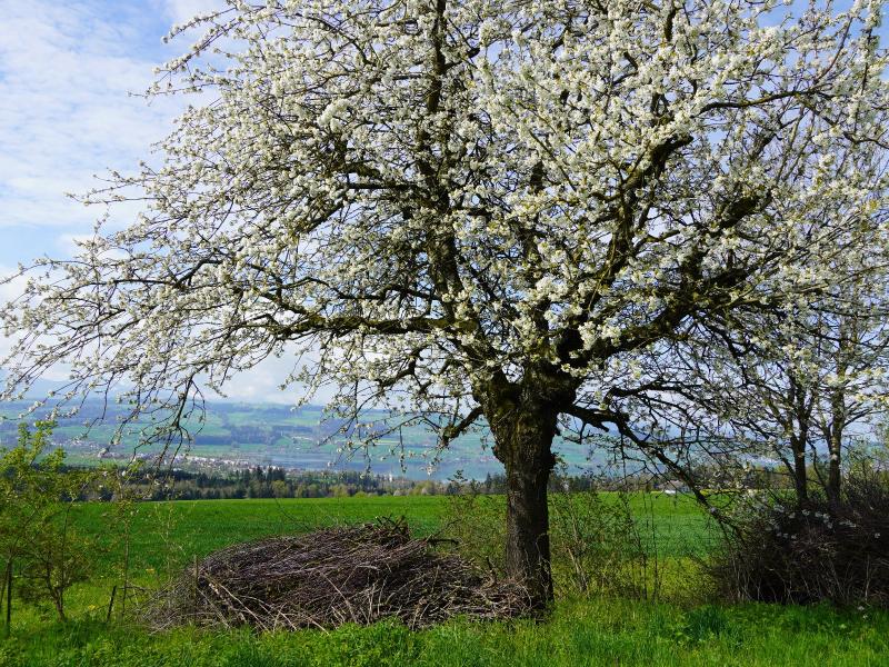 Obstblüte auf dem Archehof