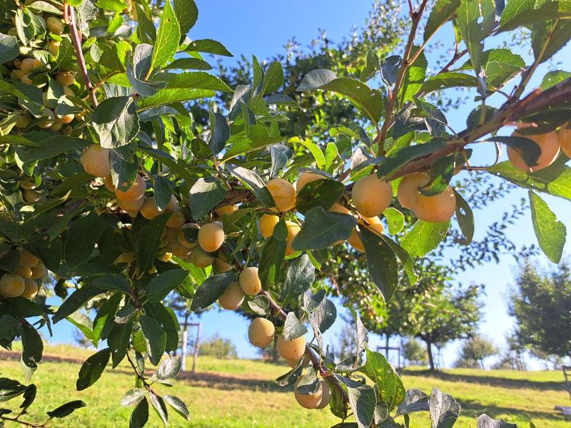 Mirabelle de Nancy.jpg