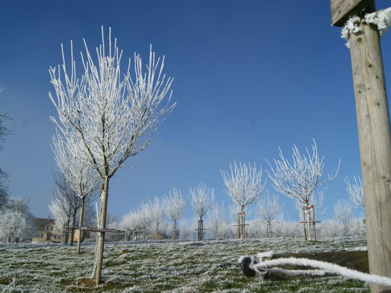 Obstgarten5.JPG