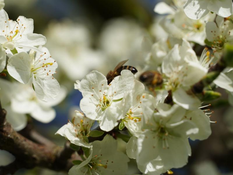 Obstblüte auf dem Archehof