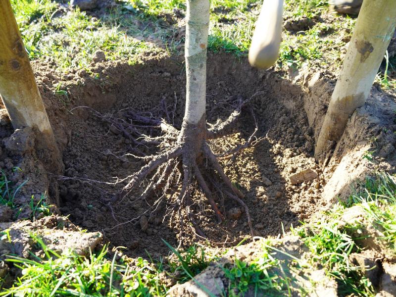 Baum pflanzen