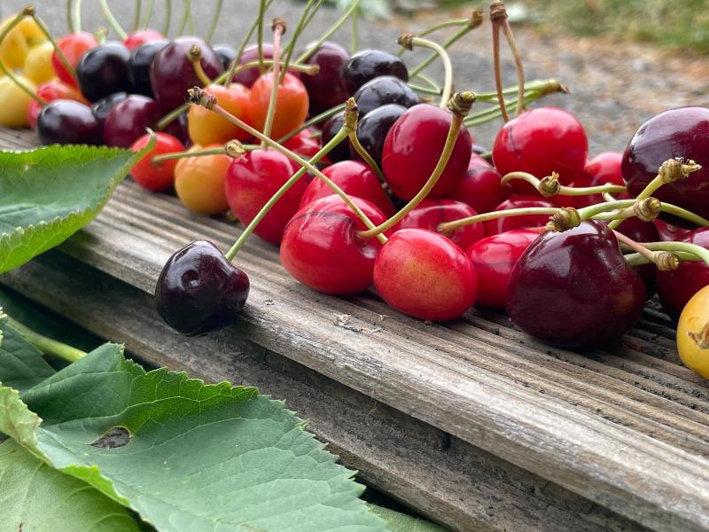 Kirschenernte_Jun23_iPhone (31).JPG